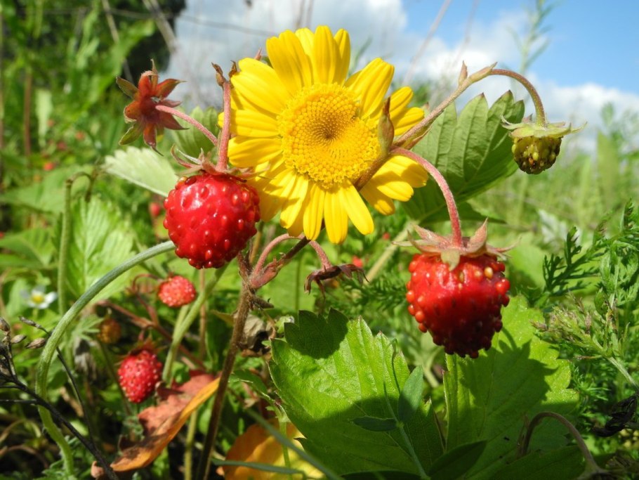 Народный праздник Давид земляничник