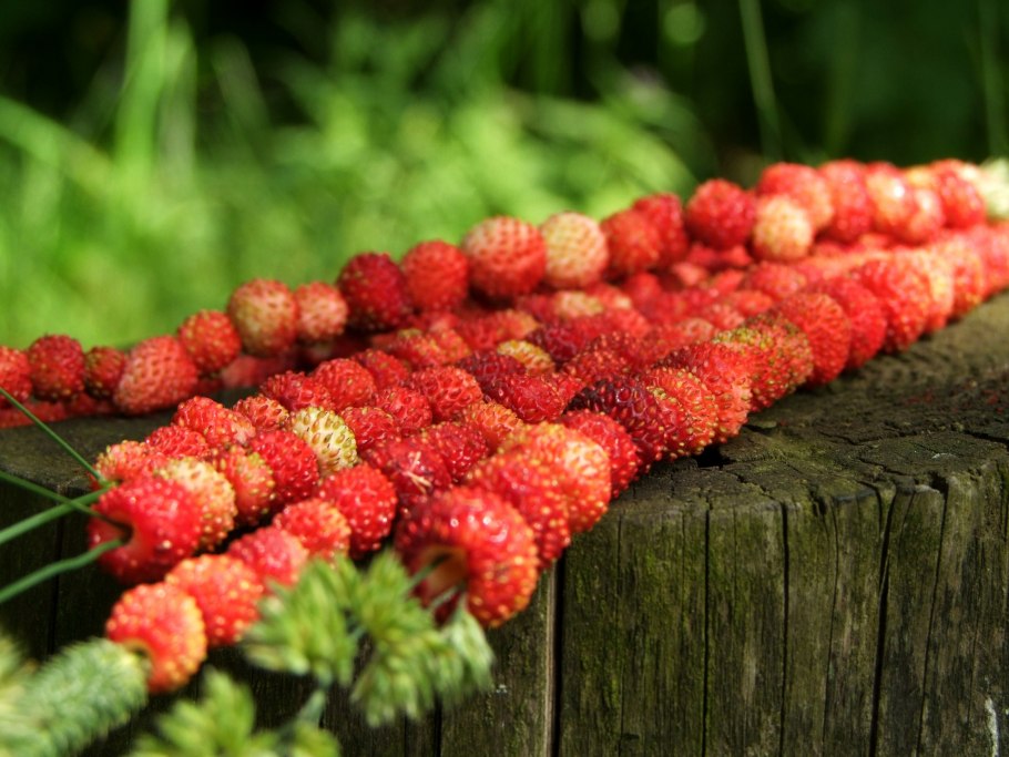 Клубника на траве