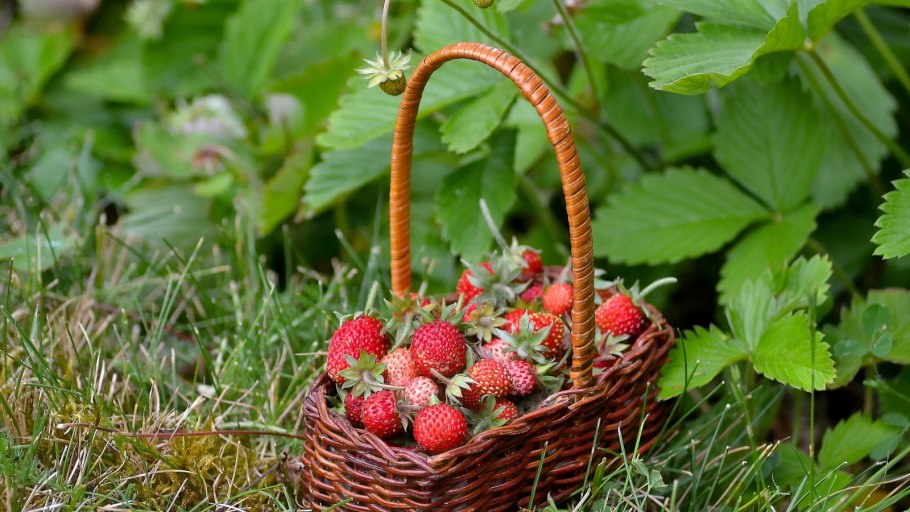 Лесные ягоды земляника и клубника