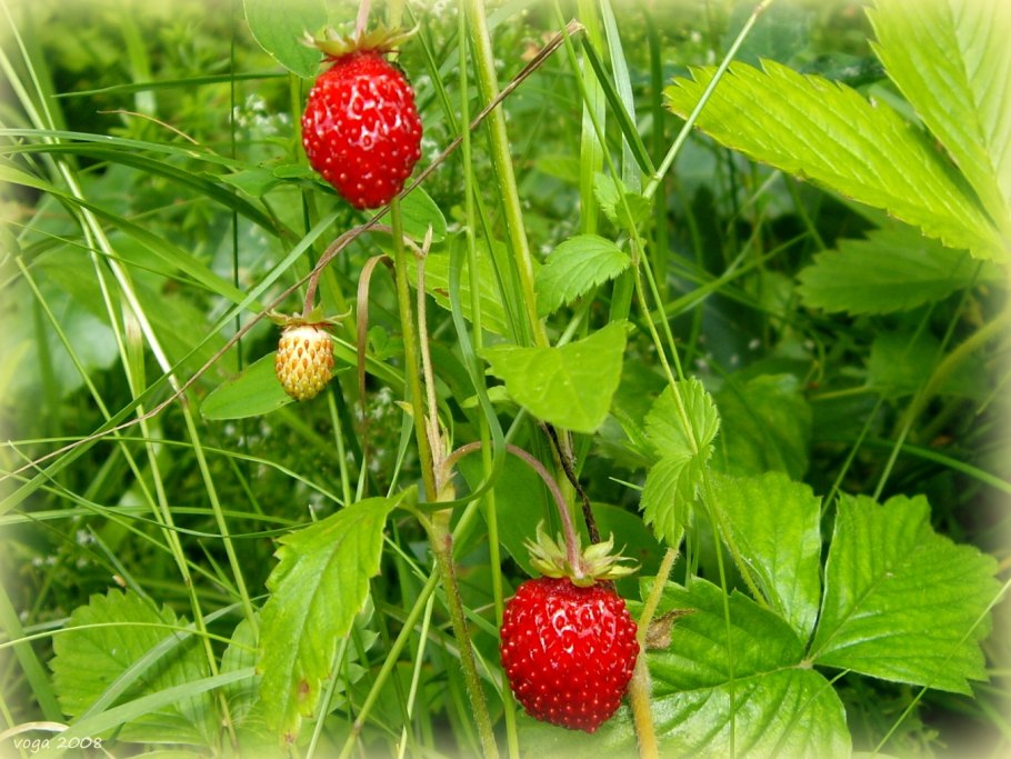 Земляника Земляничная Поляна