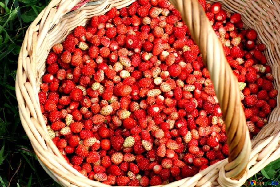 Земляника Дикая Лесная