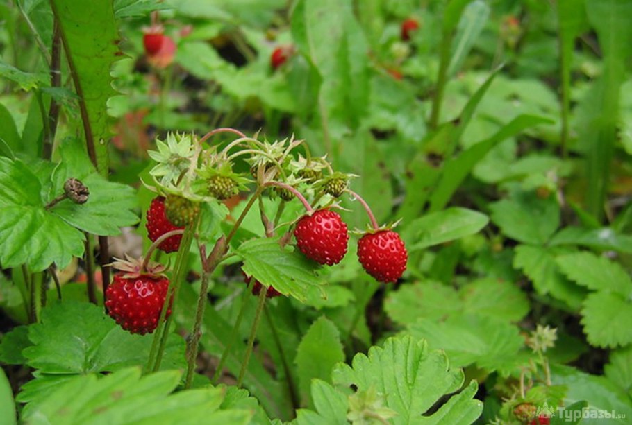 Шпанка ягода Лесная