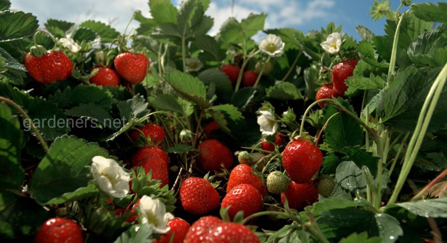 Кустарниковая клубника