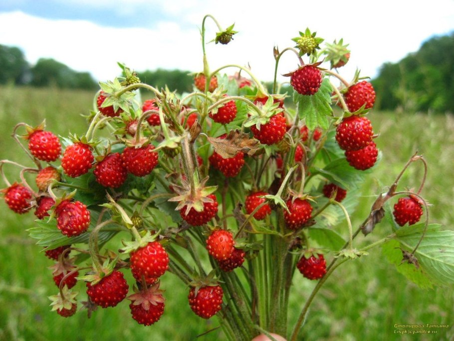 Земляника Лесная латынь
