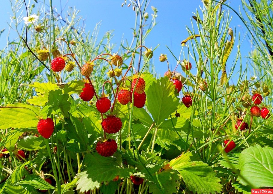 Земляничное поле