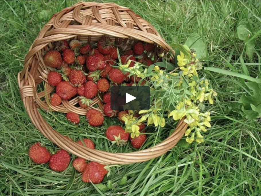 Сибирская земляника Лесная ягода