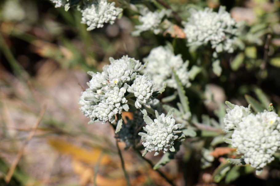 Полынь беловойлочная (Artemisia hololeuca