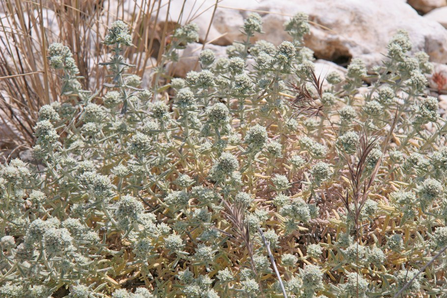 Teucrium polium l. Дубровка белая