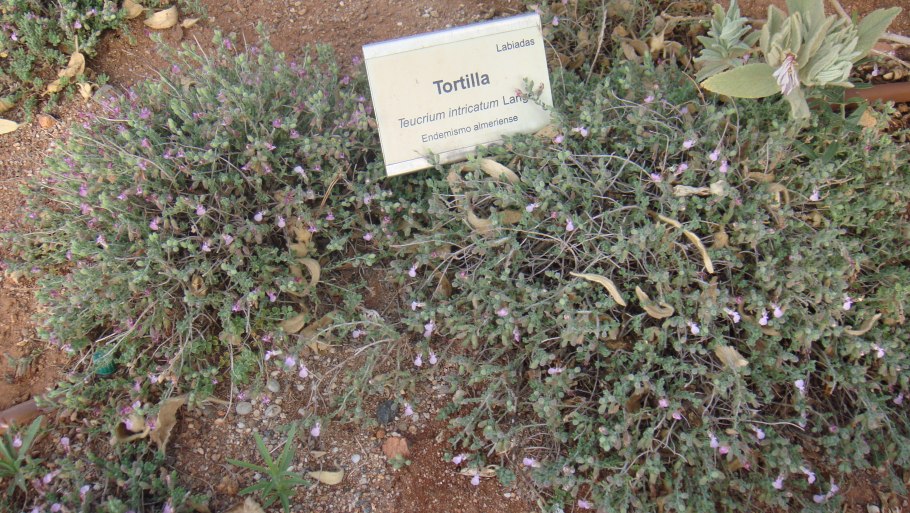 Teucrium fruticans