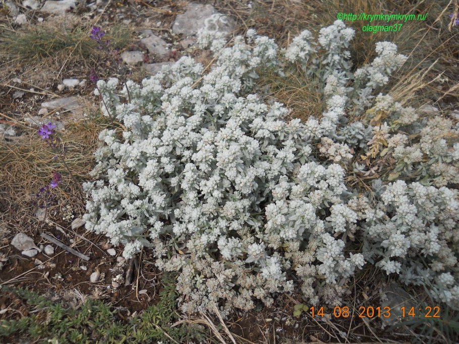 Дубровник горный (Teucrium montanum)