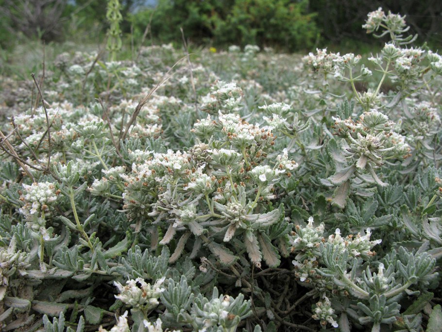 Teucrium polium
