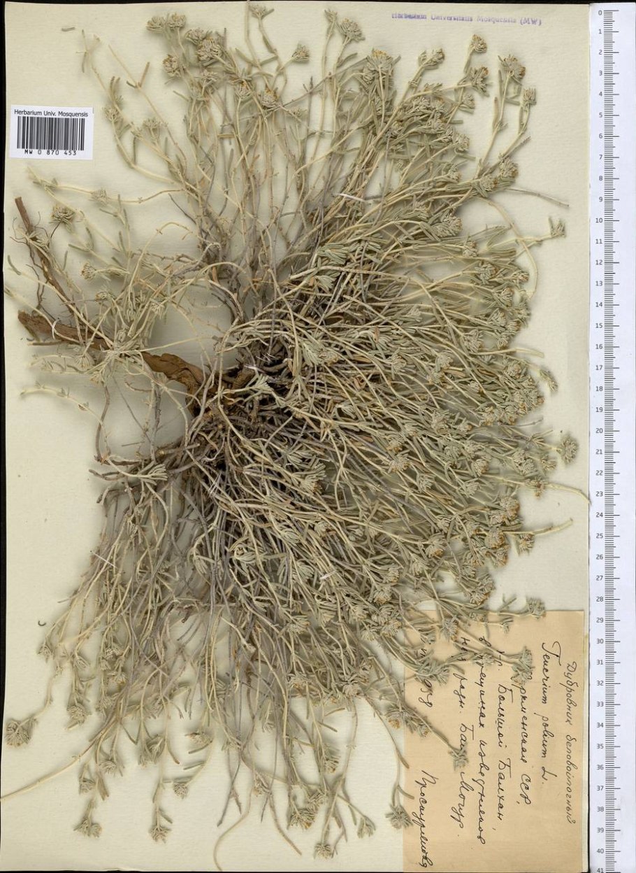 Полынь беловойлочная (Artemisia hololeuca