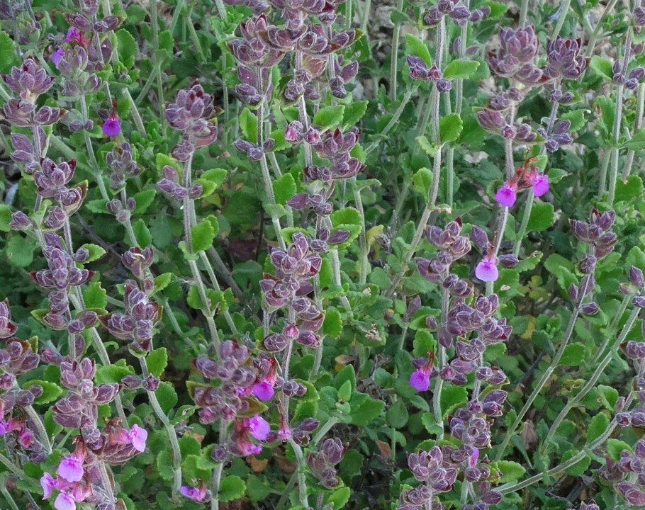 Teucrium cossonii