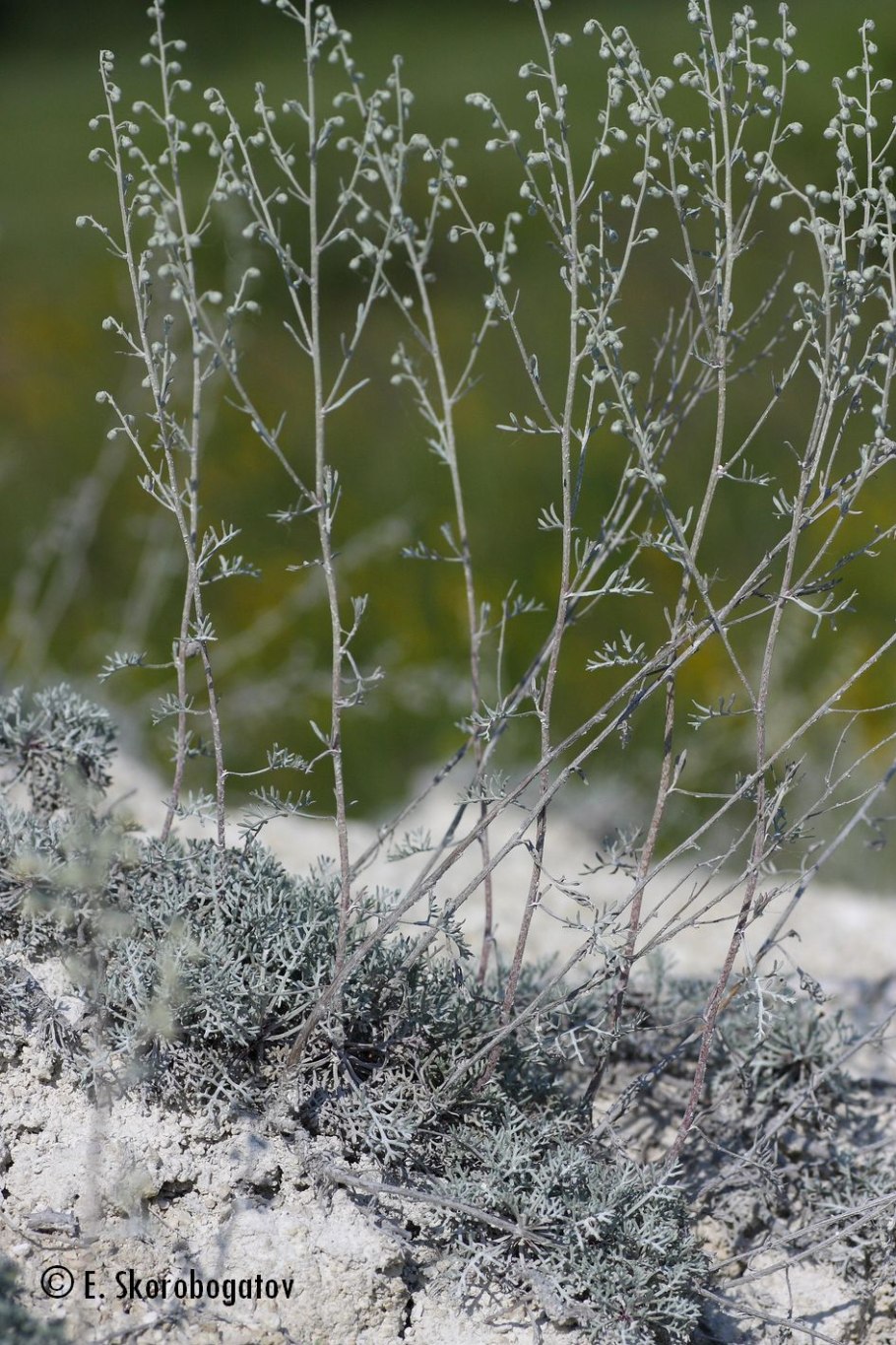 Дубровник обыкновенный (Teucrium chamaedrys l.)