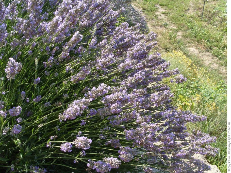 Teucrium - Дубровник chamaedrys