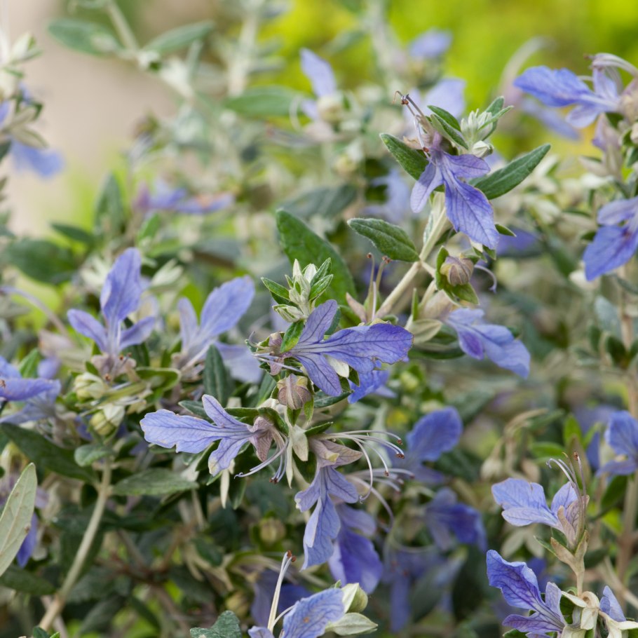 Teucrium polium