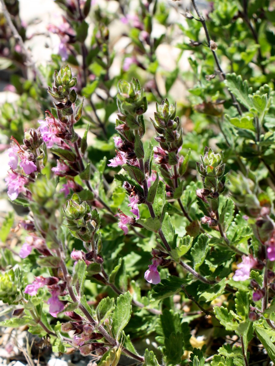 Дубровник беловойлочный (Teucrium polium l.)