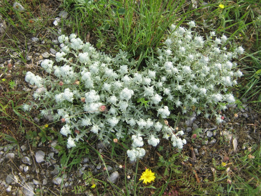 Teucrium asiaticum