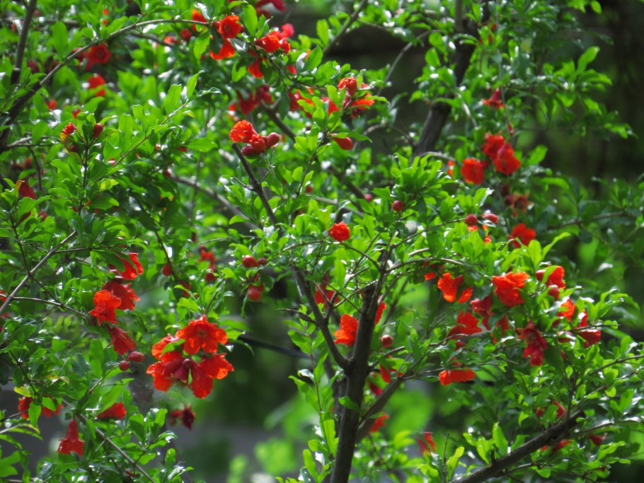 Гранатовая кислота