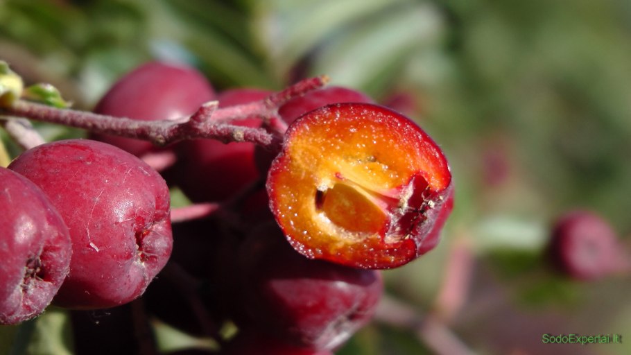 Pomegranate on a Branch
