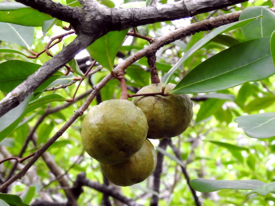 Мангровое дерево плоды