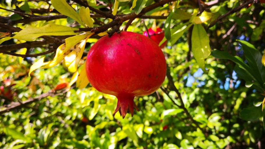 Гранатовый браслет специи