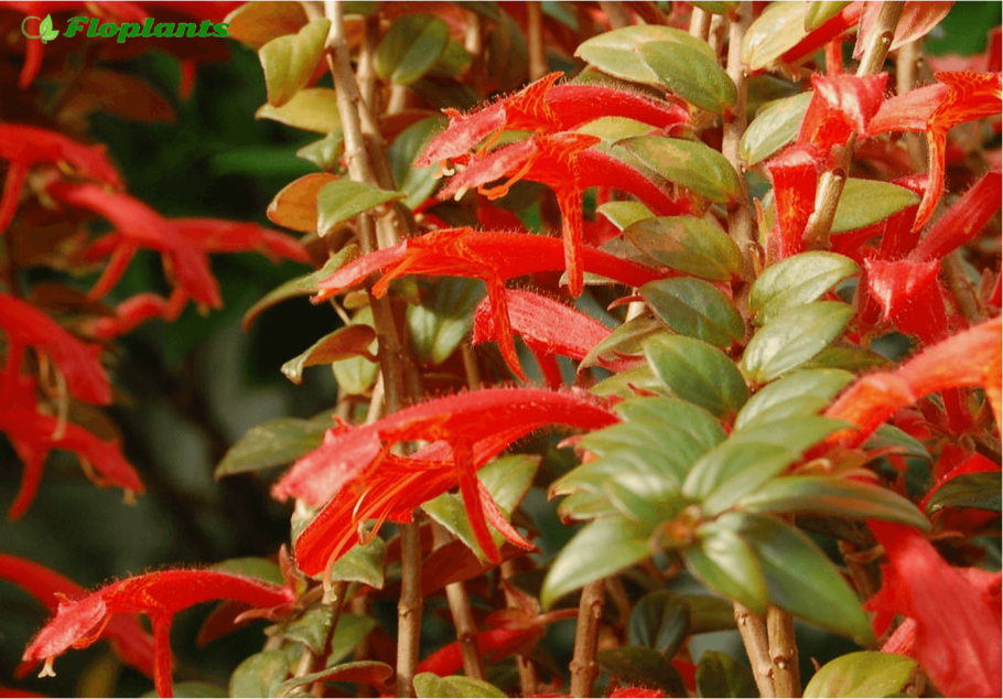 Колумнея кьюсская