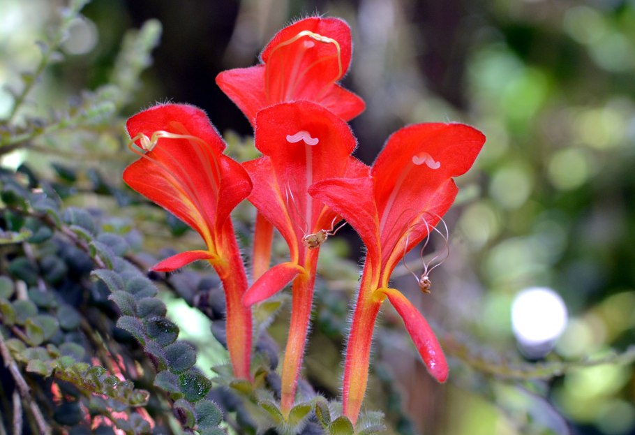 Колумнея шидеана