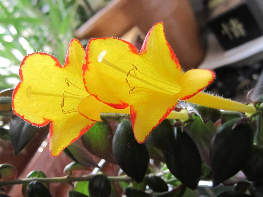 Колумнея Хирта