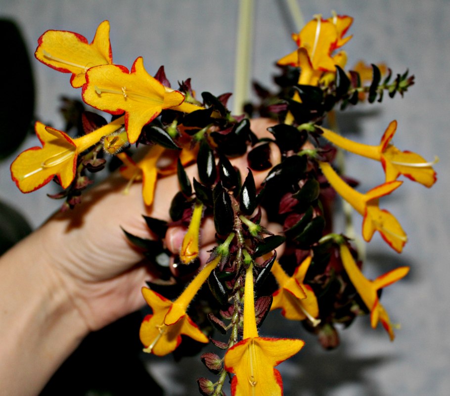 Колумнея Columbiana