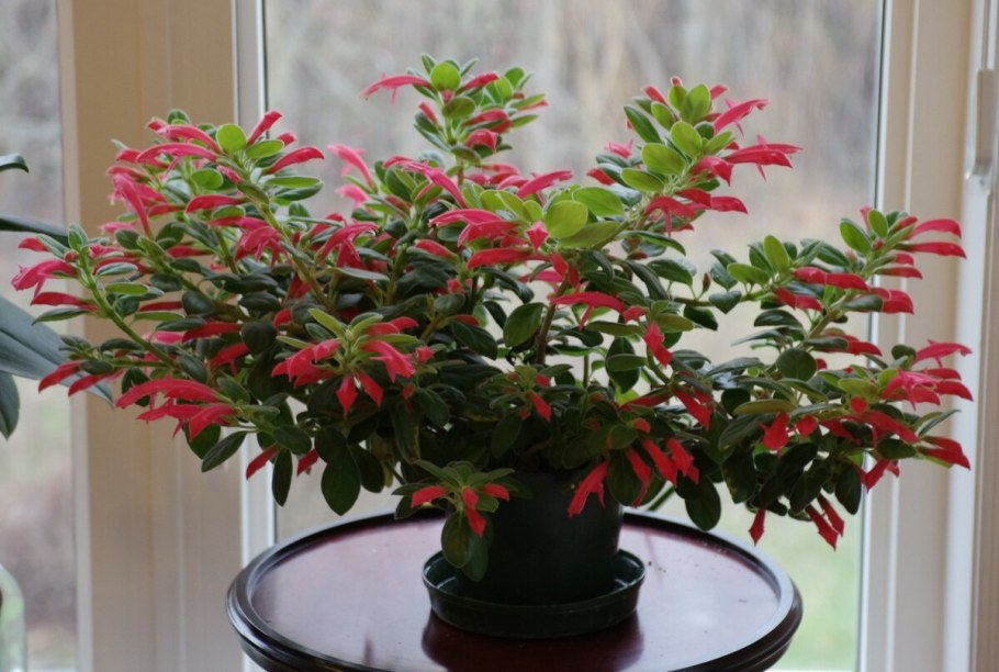 Колумнея кьюсская