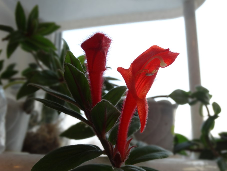 Колумнея микс