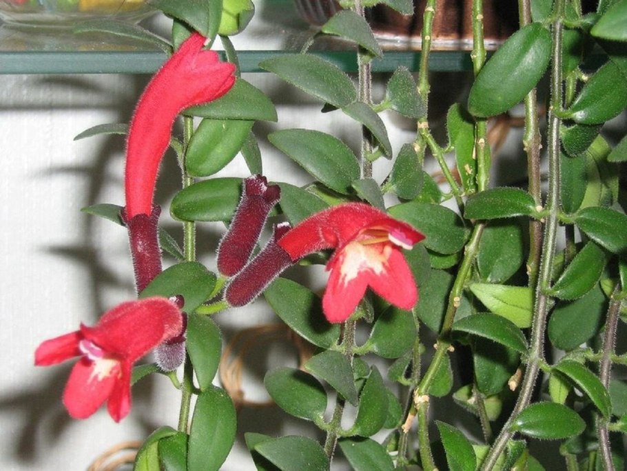 Эсхинантус колумнея