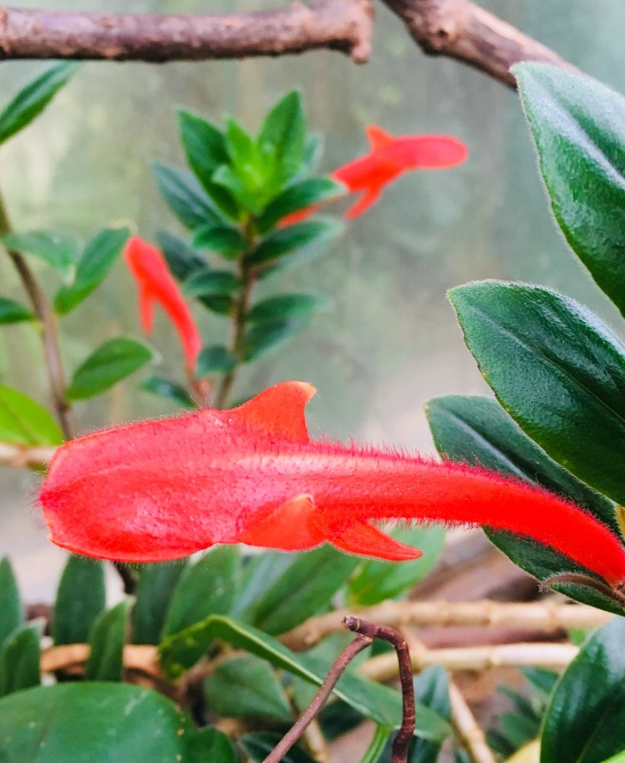 Колумнея кьюсская