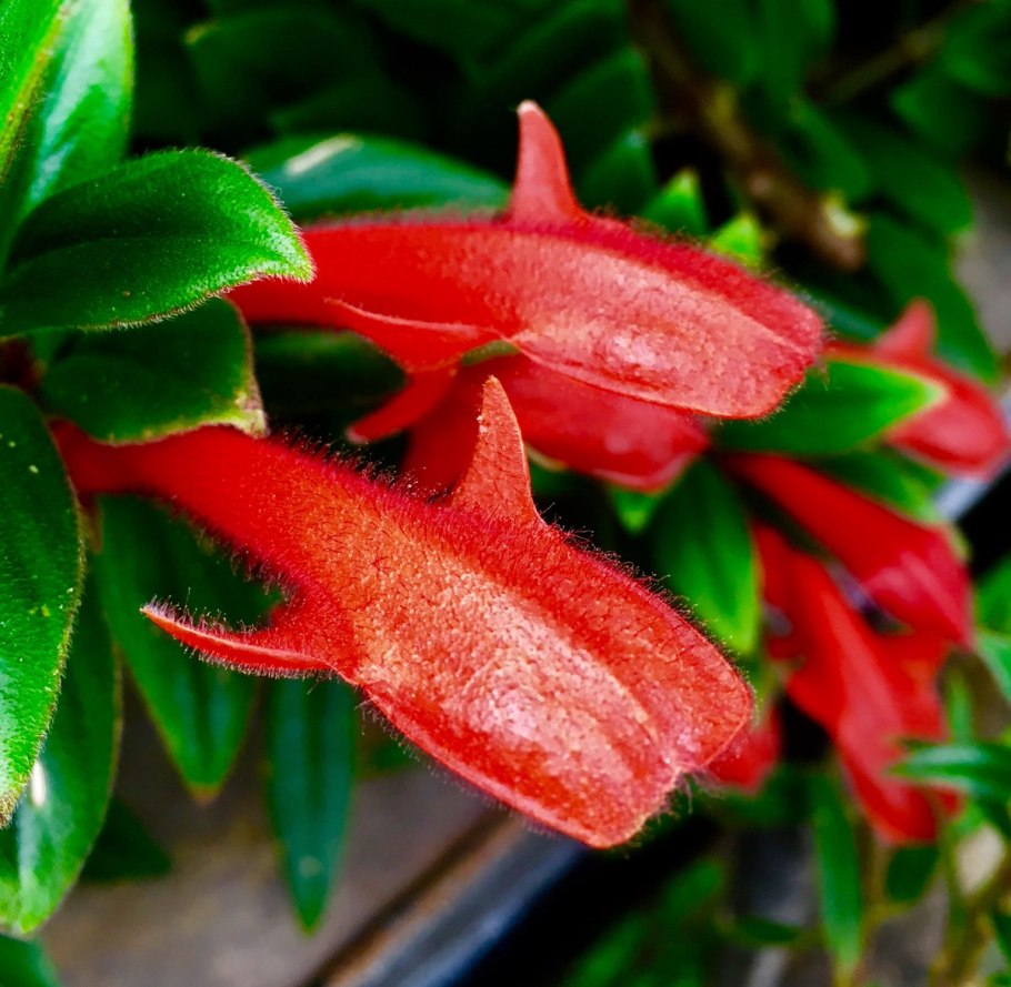 Колумнея кьюсская