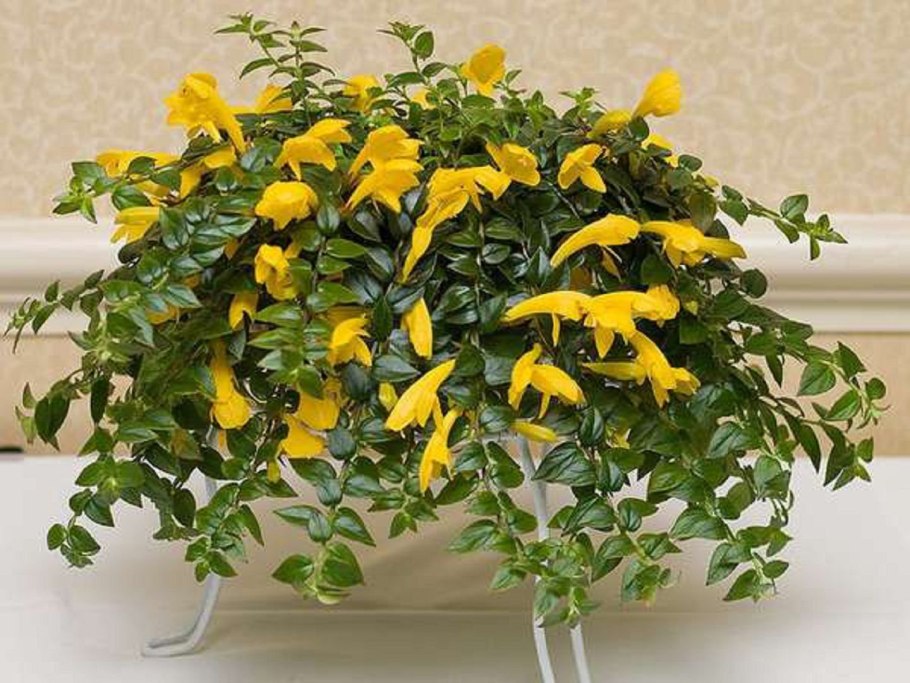 Колумнея ампельная