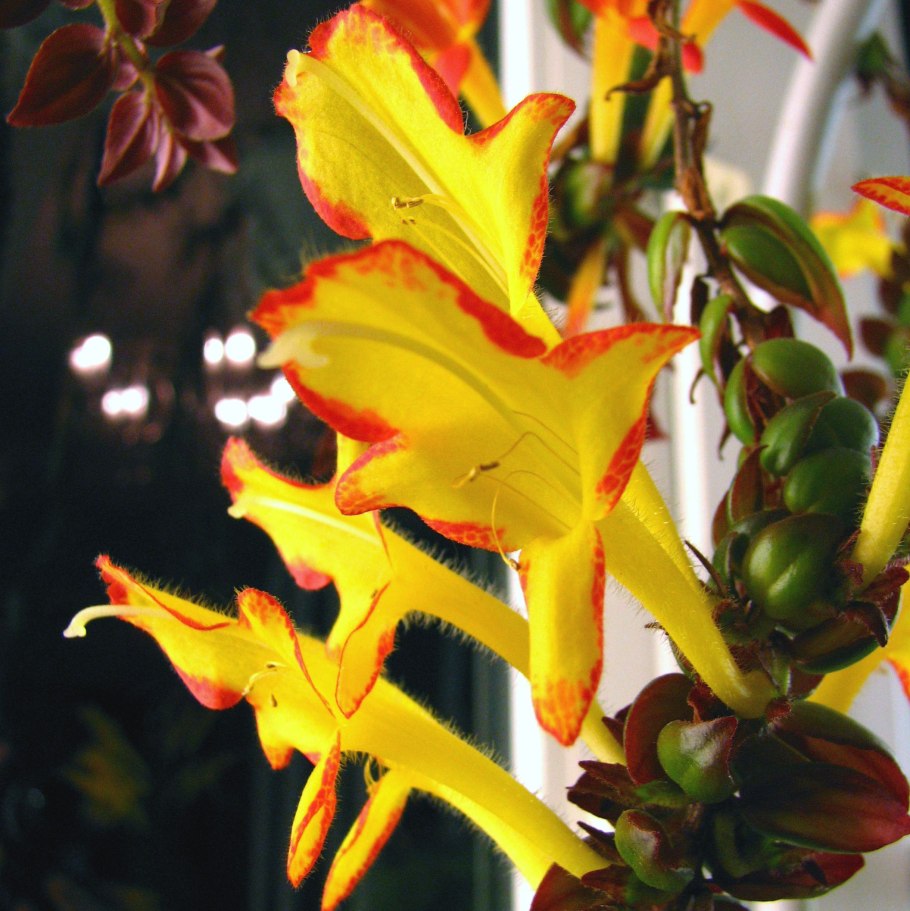 Колумнея Dragon Fire