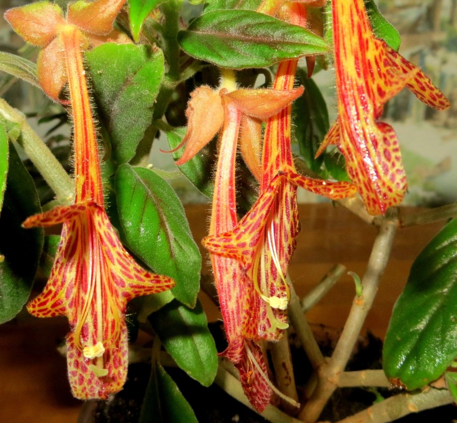 Колумнея schiedeana