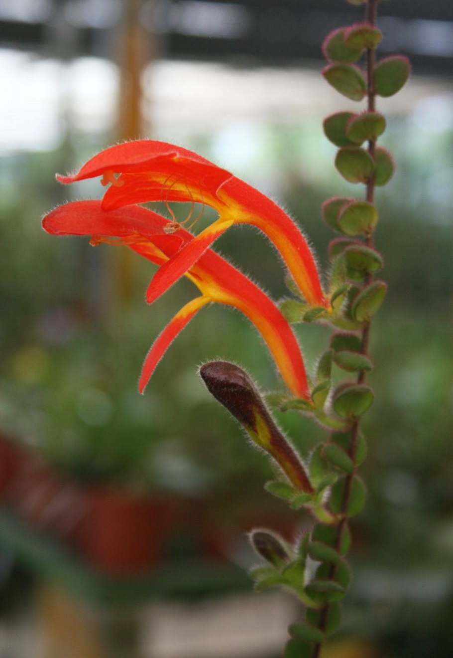 Колумнея Банкса