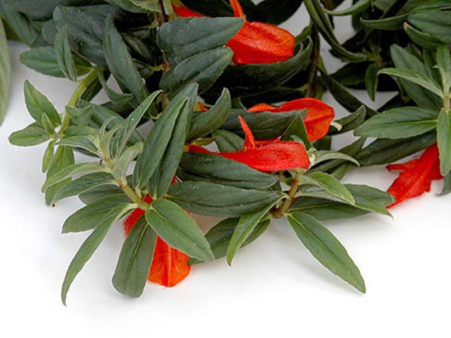 Колумнея Carnival