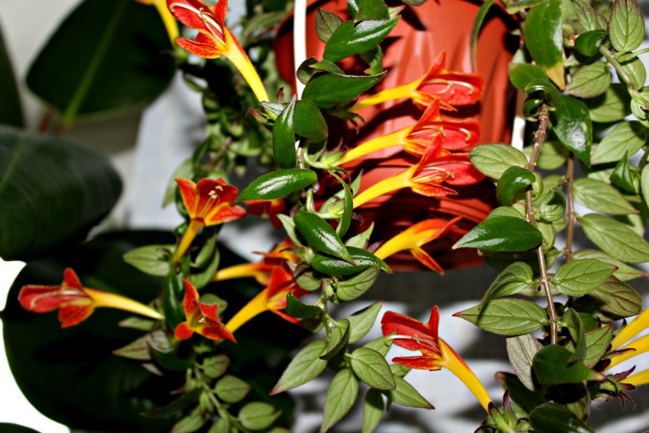 Колумнея Carnival