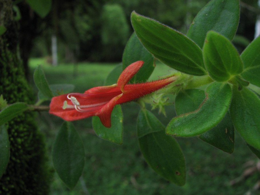 Колумнея цветок