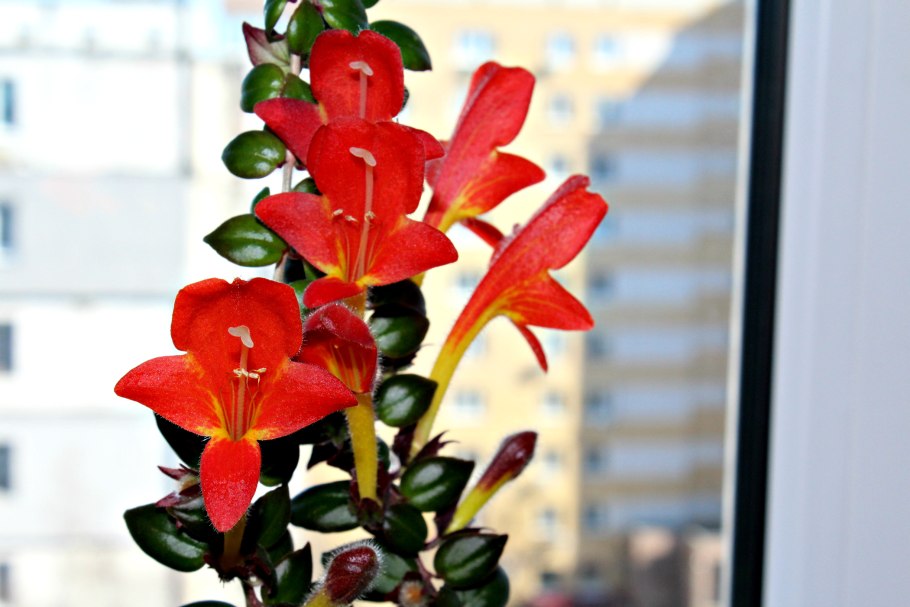 Колумнея Аллена