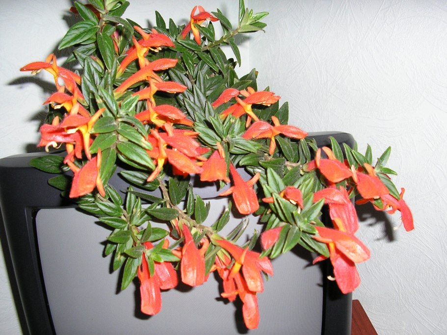 Колумнея microphylla