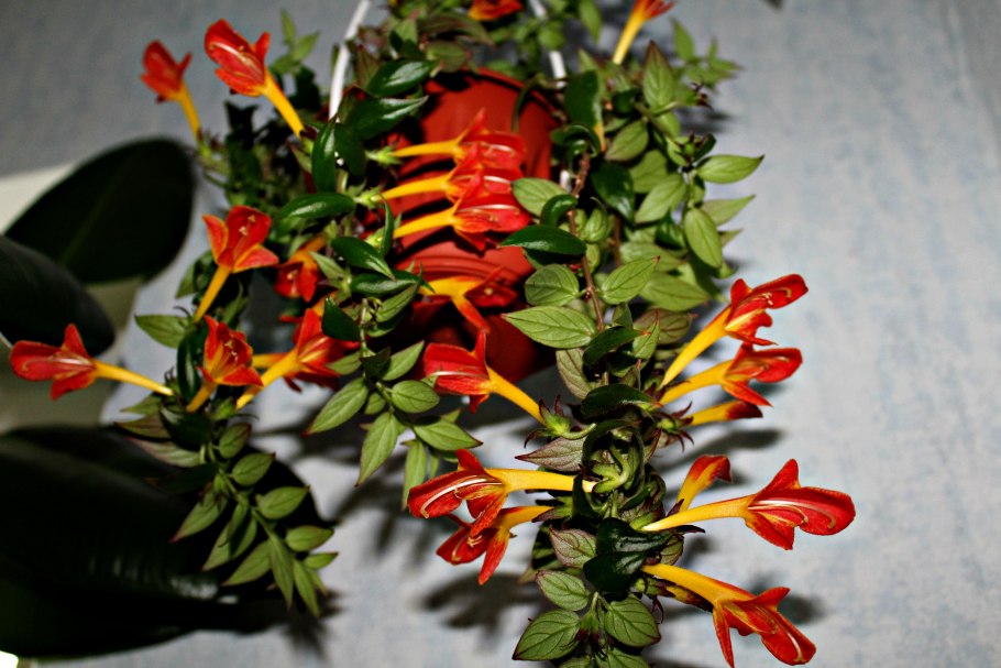 Колумнея microphylla