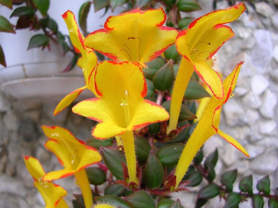 Колумнея консангуина