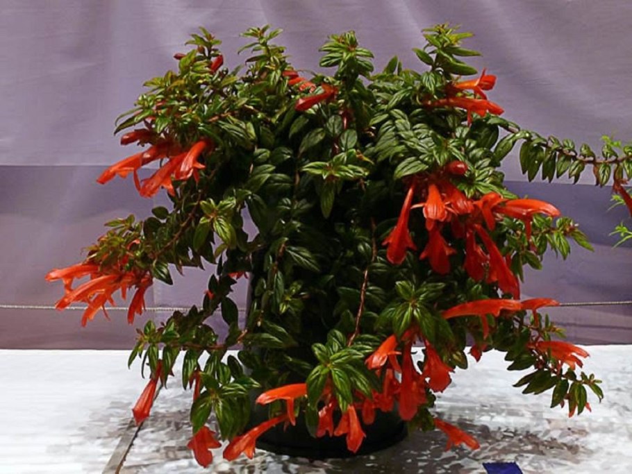 Колумнея microphylla