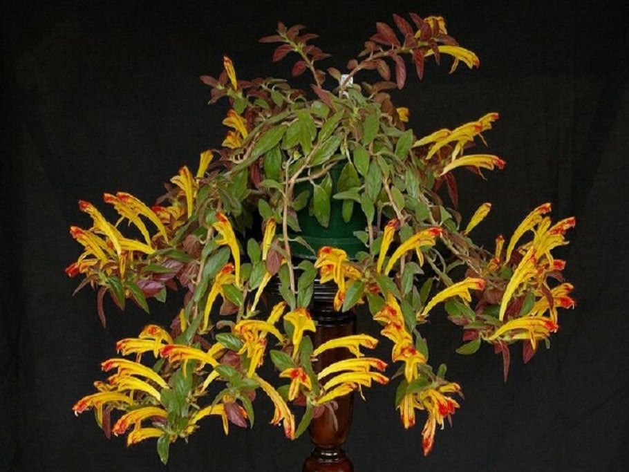 Колумнея розовая