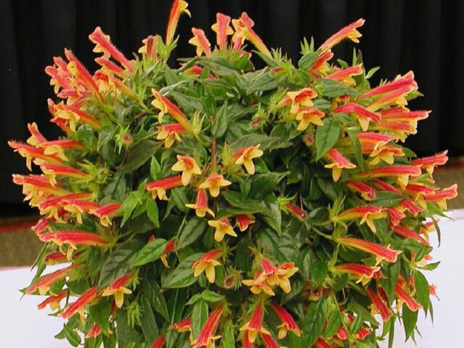 Геснериевые колумнея