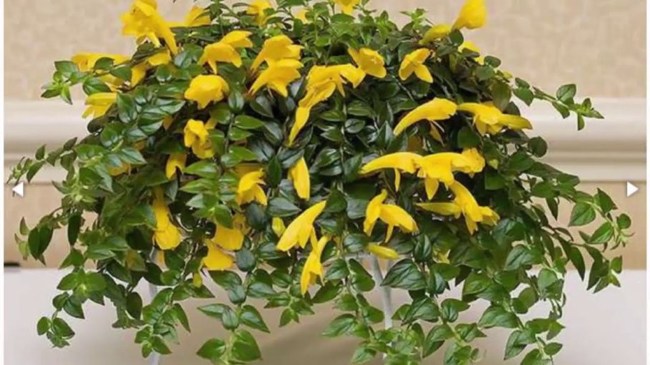 Колумнея Инферно